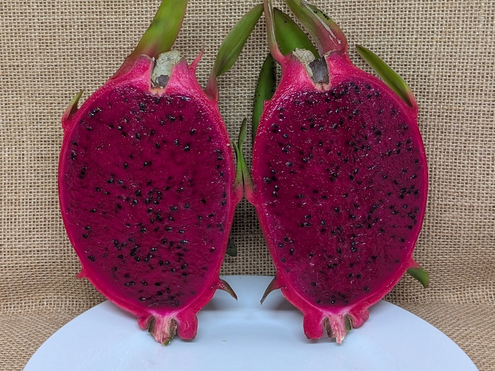 Scott's Purple dragon fruit picture